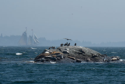Shags and Seals viewing Race off Mouse Island